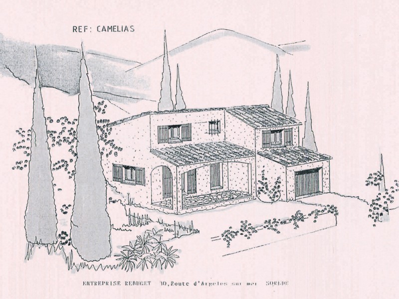 Camelias